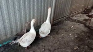 Плюсы и минусы содержания гусей