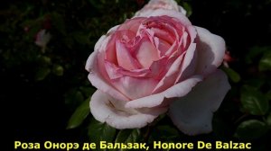 Лучшие розы этого сезона! Очаровательные и нежные цве?