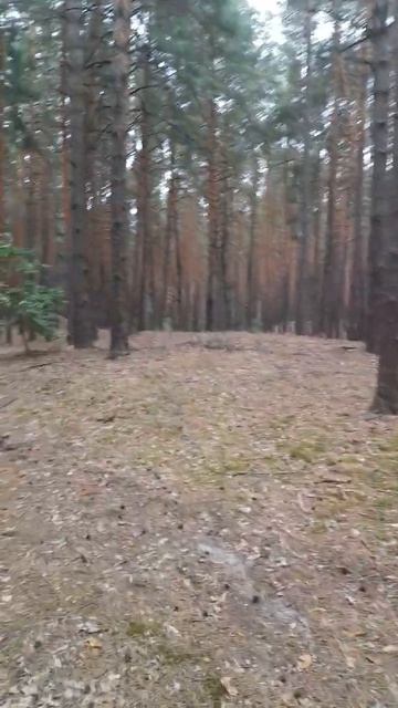 1 вересня 2024 р.Осінній ліс супер. Поїхали по хвойний оп?