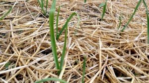 Посаженный под зиму чеснок взошел осенью? Что делать ?