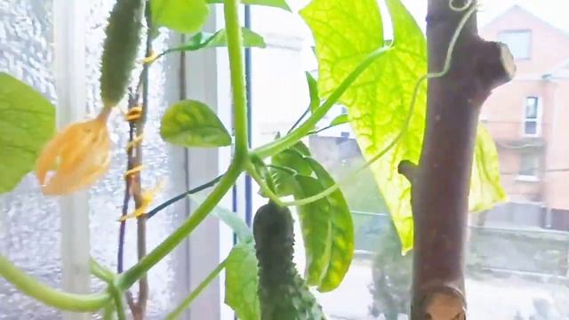 Первый огурчик... 13 марта 2025 года смотреть онлайн