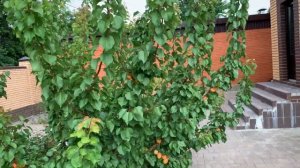 Абрикос Сирена