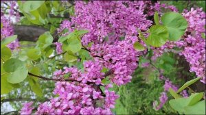 Церцис европейский или Иудино дерево.