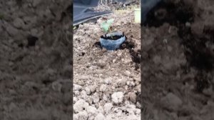 Как посадить вытянувшуюся рассаду огурцов