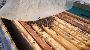 Осмотр пчёл в феврале