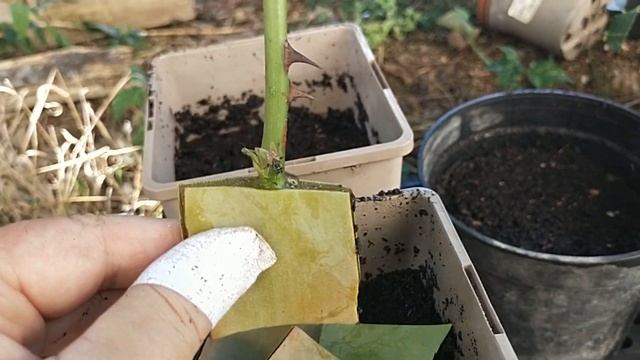 ЧЕРЕНКОВАНИЕ РОЗ С АЛОЕ ВЕРА КИТАЙСКИЙ МЕТОД смотреть онлайн