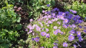 БРАХИКОМА. Идеальный однолетник для бордюров и кашпо