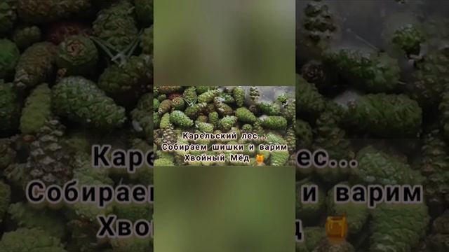 Хвойный целебный мёд из сосновых шишек | V. BaliArt #galleryv_bali смотреть онлайн