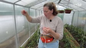 ПОДВЯЗКА ТОМАТОВ В ДВА ШПАГАТА  В ТЕПЛИЦЕ - ХИТРЫЙ УЗЕЛ