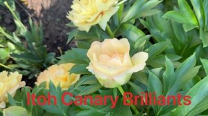 Обзор пионов 2025 г.20 сортов.Этапы цветения.