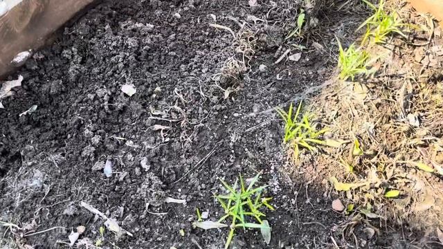 Весенние работы в саду. Рассада. Уютный вечер. смотреть онлайн