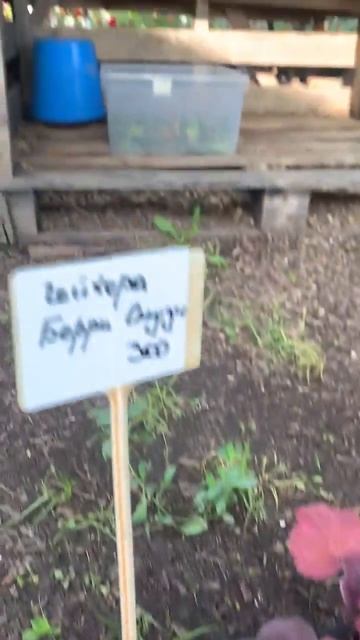 Обзор гейхер, тиарелла, растения для тени