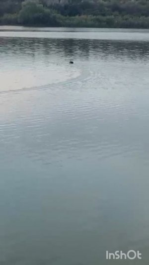 Кормим карпа 🐟 🤙👍👍👍