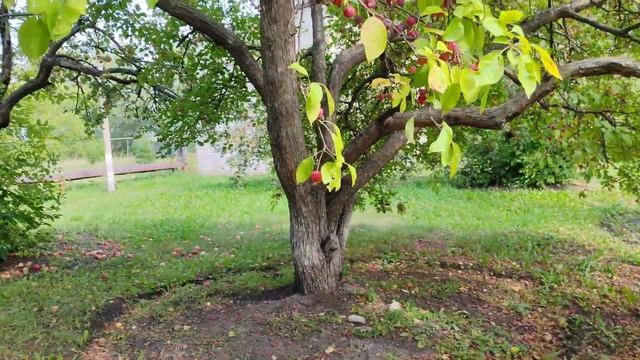 В яблоневом саду собираем яблоки, уютные деревенские ?