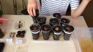 Как посадить грецкий орех?