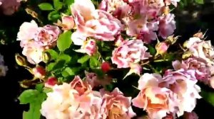 Обзор: Японская роза Сола