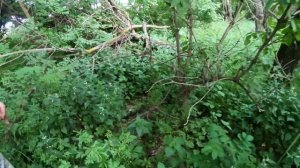 ОГРОМНАЯ ПОЛЯНА ГРИБОВ! ГРИБЫ 2020 Грибы подсливники гд?