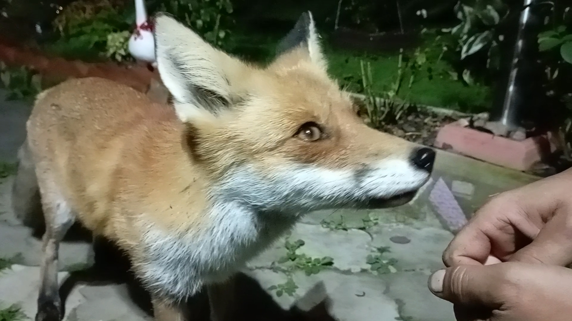 (1110) Лиса приходит в гости. Сентябрь 2025 смотреть онлайн