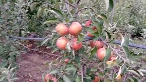 сорт яблок  Джонаголд .