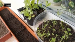 Сад ОГОРОД НА БАЛКОНЕ. Часть 1.