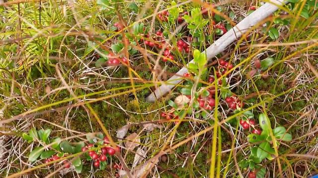 За брусникой в Тайгу