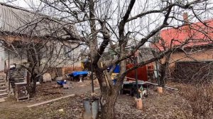 Обрезка старой яблони. Избавляемся от советского насл