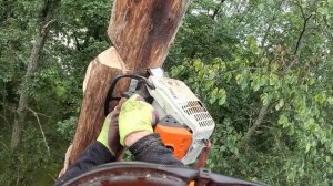 Спил деревьев московская область Несколько дней из жи