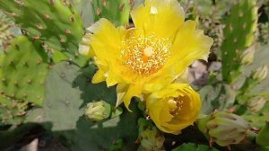 🌵ОПУНЦИЯ САДОВАЯ-морозостойкий кактус🌵