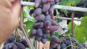 Виноград Оскар 04 августа 2024 год