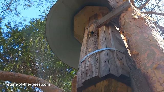 10 серия. Точки возврата пчёл в леса