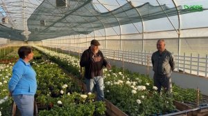 Тепличный бизнес после сезона выгонки тюльпанов. Пиле