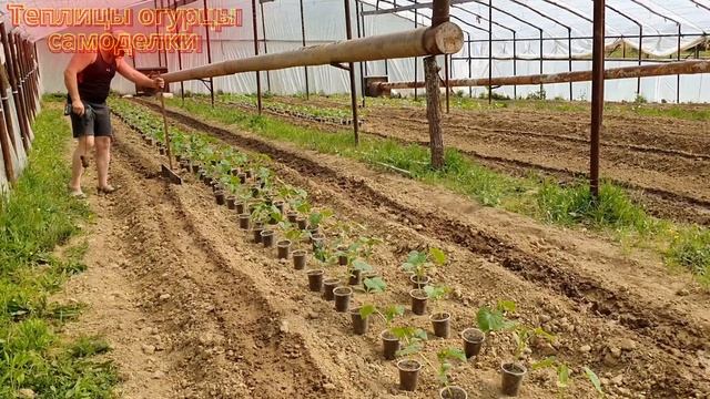 Рассада огурца нарушила режим самоизоляции и нам приш