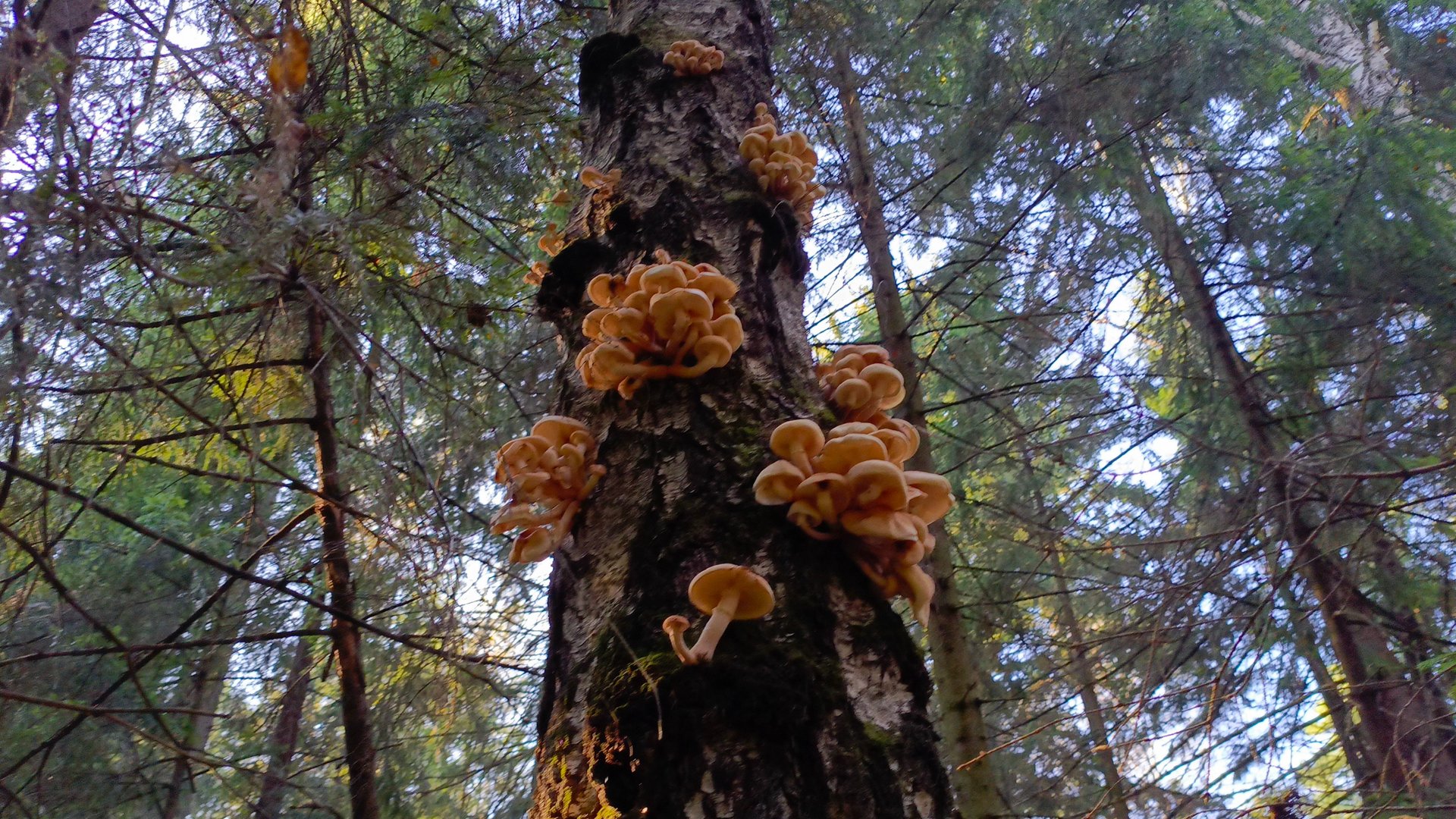 Невероятное количество грибов Опят в лесах Подмосковья сезон грибов сентябрь 2025. смотреть онлайн