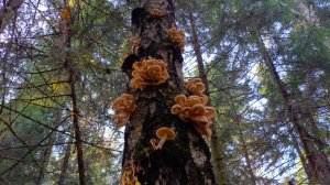 Невероятное количество грибов Опят в лесах Подмосковья сезон грибов сентябрь 2025.