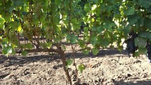 Сорт винограда Мускат платовский @Krasokhina