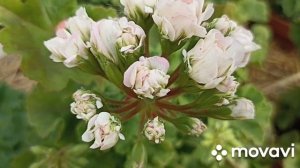 ПЕЛАРГОНИЯ Ю - ЦАРСКАЯ НЕВЕСТА КОЛЛЕКЦИИ ЛИПАТОВОЙ АН?