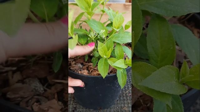 Нормировка метельчатой гортензии летом 25.05.24 г.Барнау? смотреть онлайн