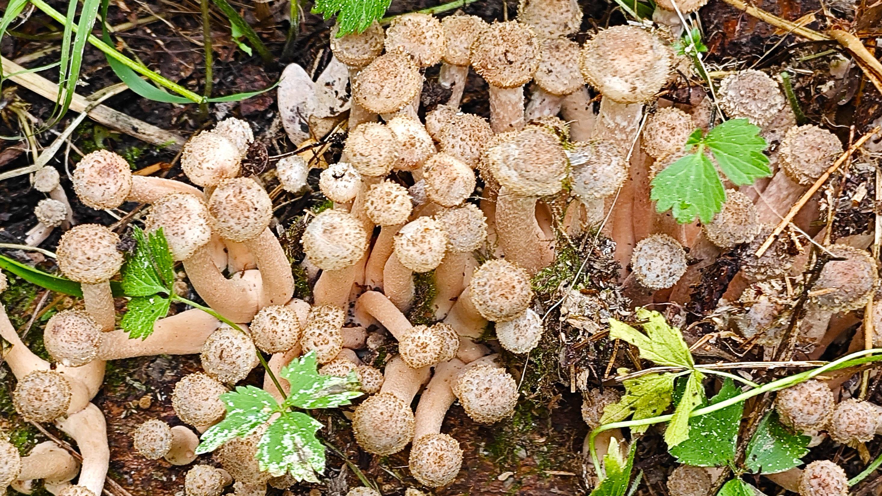 Лес сказочных опят