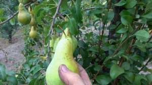 Груша КОНКОРД / Цветение и плодоношение