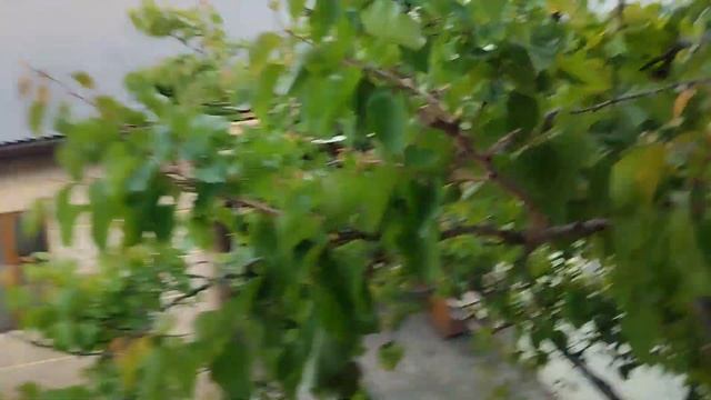 На дереве выросли абрикосы.