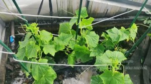 1 Литр под огурцы, томаты, перец и они прут как бешенные