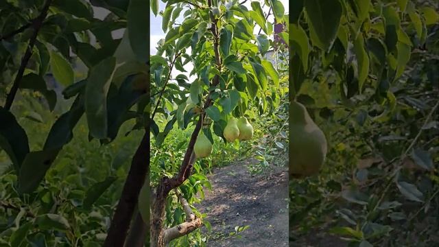 Уход  от болезней и вредителей, подкормка и обрезка Гр?