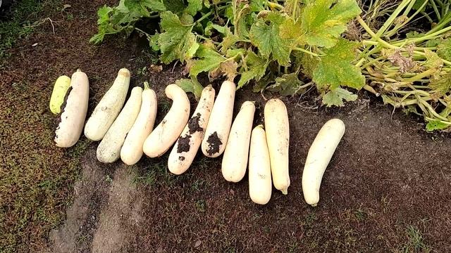 Урожай кабачков 38 плодов, 10.09.25 года.