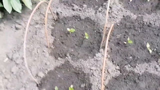 Пропал кот😟/"Чудо" рассада😱/Воскресный влог за 05.06.2022 смотреть онлайн