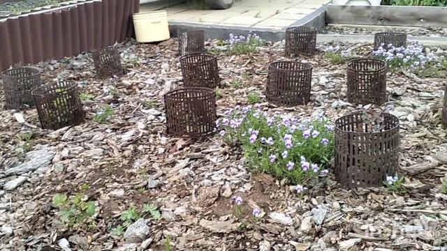 Розы в Сибири. 12.06.25.