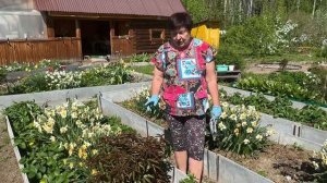 ВЫСАЖИВАЮ ОДНОЛЕТНИЕ ЦВЕТЫ