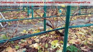 Обрезка куста винограда в первый год после посадки, об