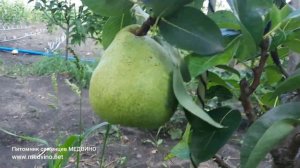 Груша NJO 2-е плодоношение