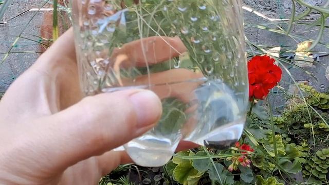 Супер ЛЕГКИЙ способ укоренить РОЗМАРИН