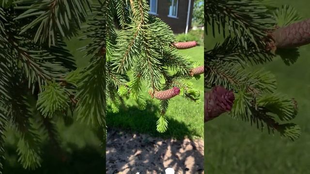 Чудо шишки на ели Инверса